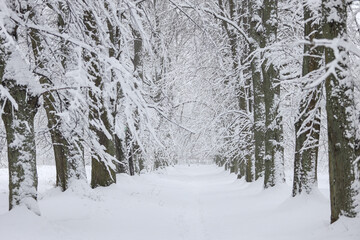 Snowy white winter landscape view with forest pedestrian trail.