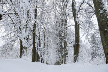 Snowy white winter landscape view with forest pedestrian trail.