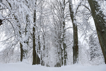 Fototapeta premium Snowy white winter landscape view with forest pedestrian trail.