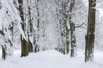 Snowy white winter landscape view with forest pedestrian trail.