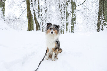 Lovely blue merle shetland sheepdog sitting in white snow forest tree alley.