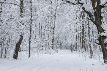 Fototapeta premium Snowy white winter road through small countryside forest.