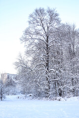 Snowy winter snow covered landscape photography.