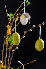 easter, holidays and object concept - close up of willow and forsythia branches decorated with pained eggs over black background