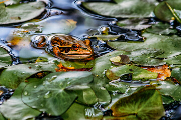 Virgin nature, flora and fauna of New Caledonia