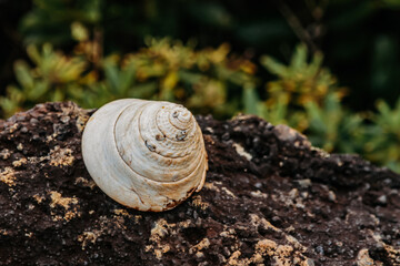 Virgin nature, flora and fauna of New Caledonia