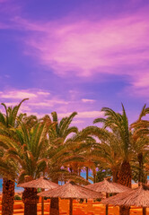 Fototapeta na wymiar Stylish tropical location. Palm and ocean. Canary Island. Travel concept