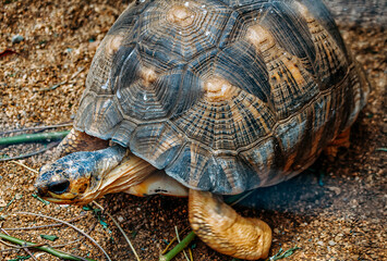Virgin nature, flora and fauna of New Caledonia