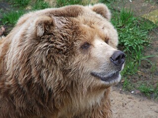 Brown bear