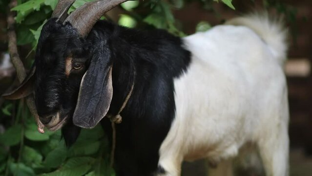 black nubian goat eating leaves on the farm