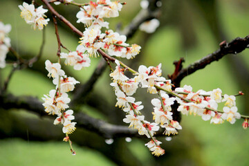 日本　関西　淡いピングの梅