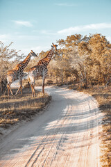 Giraffes of South Africa © Anna Om