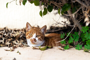 Small Stray Orange Cat on the nature background. Pet on the street