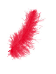 Red fluffy feather soft isolated on the white studio background