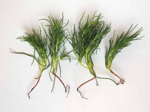 agretti (Salsola soda) vegetables food