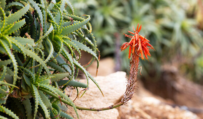 Aloe succulent plant red flower. Desert flora, arid climate natural botanical close up background. Vivid juicy bloom of Aloe Vera