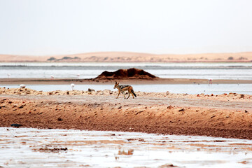 wild jackal runs on the sand