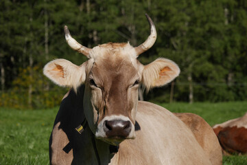 Allgäuer Braunvieh.