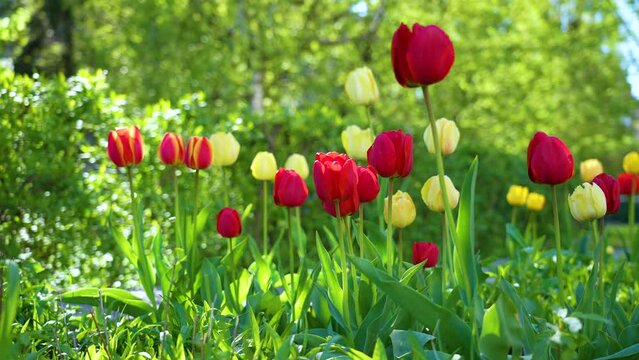Closeup view slow motion 4k stock video footage of sunny bright blooming beautiful red and yellow tulips flowers growing in spring garden outdoors in May. Natural floral spring background