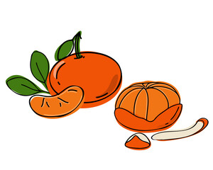 Fresh mandarin orange or tangerine whole and slice with green leaves isolated on white background. Flat vector illustration. Hand drawn or doodle
