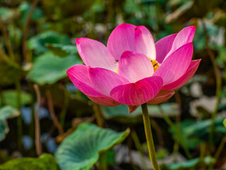 Close-up of pink lotus, green lotus leaf background