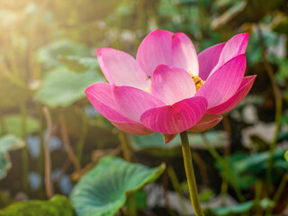 Close-up of pink lotus flower on green lotus leaf background with sunlight