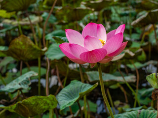 Pink lotus blossoming, green lotus leaf background