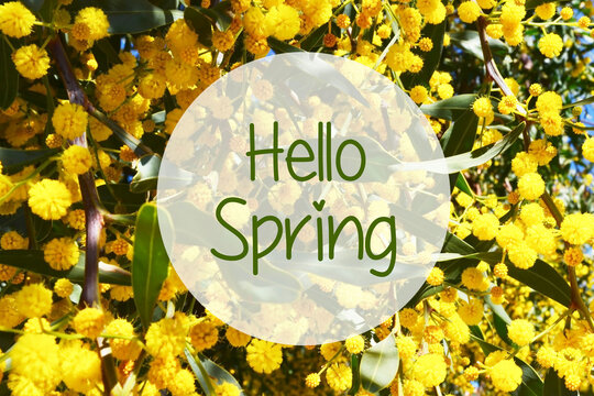 Hello Spring greeting card. Mimosa branches with fresh yellow flowers.Festive spring season concept. 8 March, Women's Day springtime background.