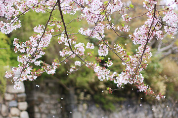 八幡掘（滋賀県）のさくら　日本　関西