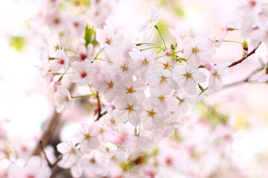 桜の花の写真　日本　関西