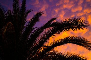 Palme bei Sonnenuntergang im Dezember auf Fuerteventura