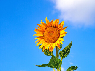 Sunflowers with bright sky and clouds