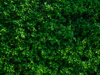 green leaf background, natural wall