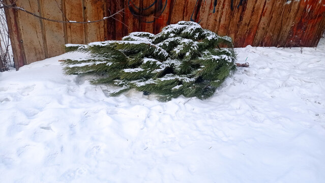 A Christmas tree thrown away after the holiday lies on its side, powdered with snow