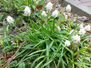 Weiße Frühlingsblumen. Die Blütenblätter sind weiß. Die Natur erwacht auf dem Feld. Früchte...