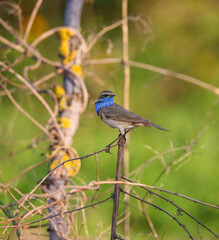 Male Bluethroat in the nesting area