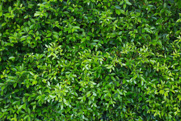 Green leaves wall panorama for art work and backdrop design nature theme