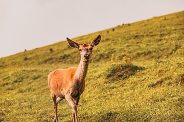 portrait of a cute deer