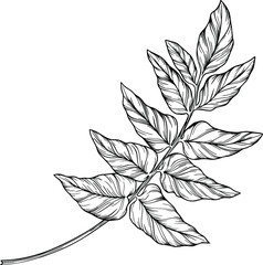 Leaf isolated on white. Tropical leaf. Hand drawn vector illustration.