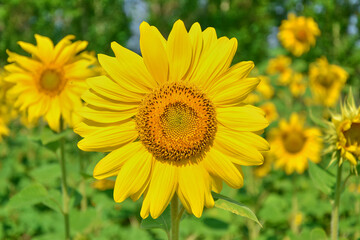 Close-up of field with bright yellow sunflowers against blue sky and bees at work.