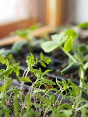 Early seedlings of pumpkin and tomato, grown from seeds at home on a windowsill.Spring agricultural preparatory work is a guarantee of a future harvest in the fall.