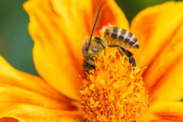 Bees on various types of flowers