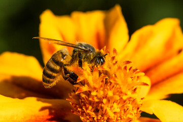 Bees on various types of flowers