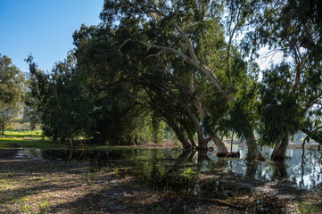 Winter lake puddle in the rainy season in a park in Netanya
