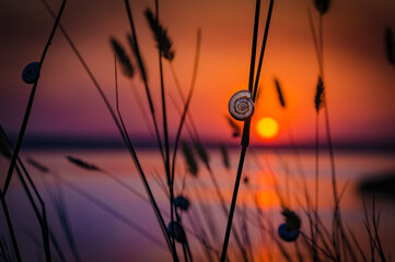 Obraz premium A little snail on a dry grass meadow in sunset. Summer in Ukraine (Odesa).