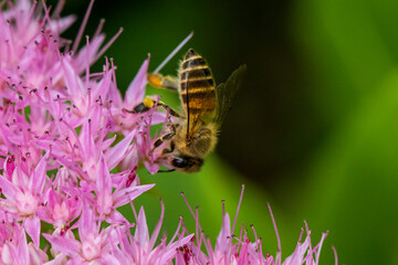 Bees on various types of flowers
