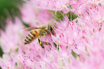 Bees on various types of flowers