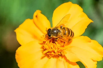 Fotobehang Bees on various types of flowers © Kandarp