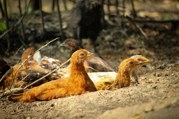 The brown chicken is rolling on the ground