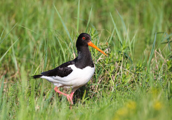 Oystercatcher in a breeding colony on a flood meadow in the floodplain of the Pripyat River